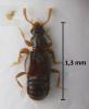 Bibloporus mayeti